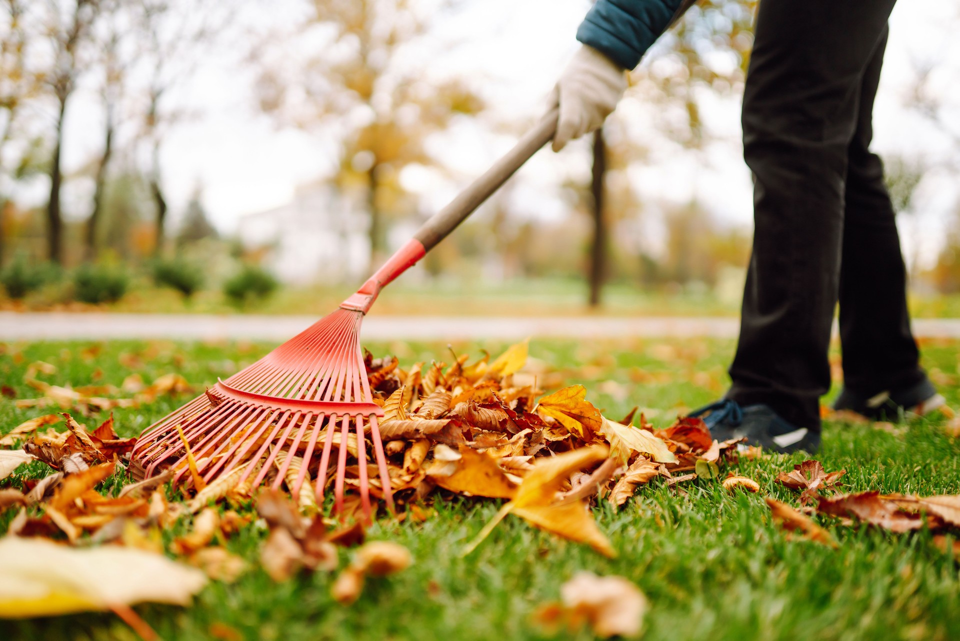 Close-up of a rake picking up fallen leaves in autumn.